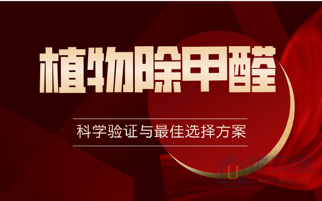 植物除甲醛：科学验证与最佳选择