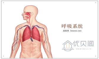呼吸系统-20230202