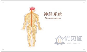 神经系统-20230202